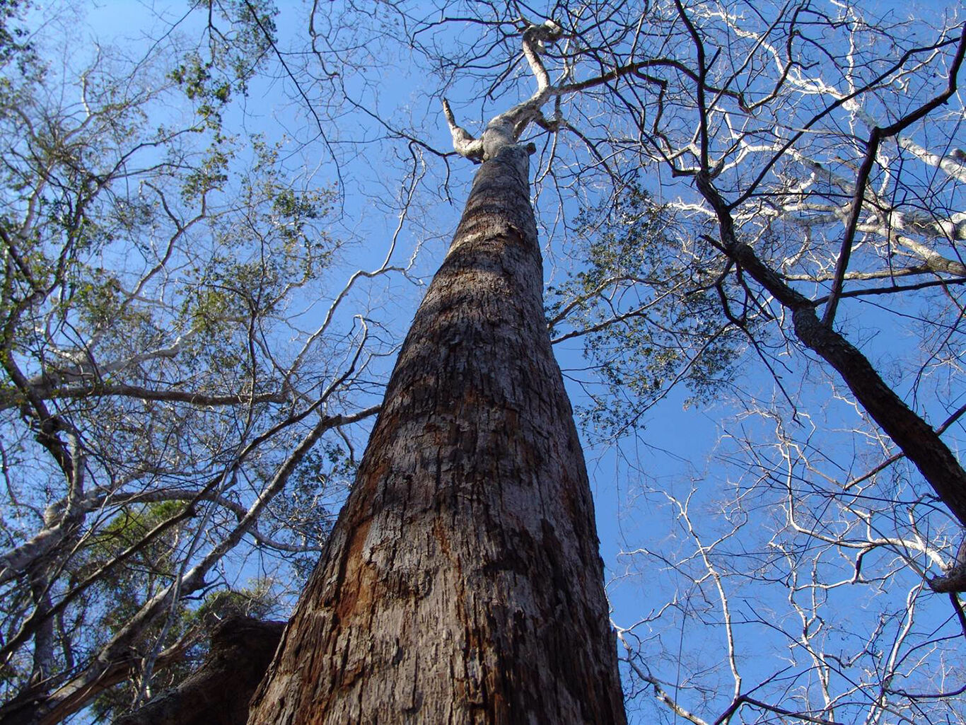 Waldschutz in Teamwork mit dem WWF