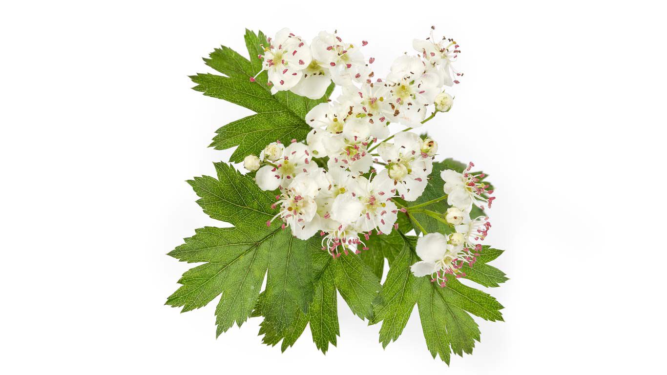 Close up of hawthorn flower