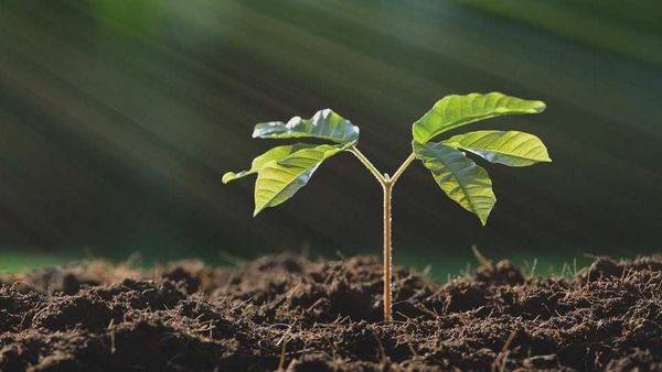 Une jeune plante sort de terre.