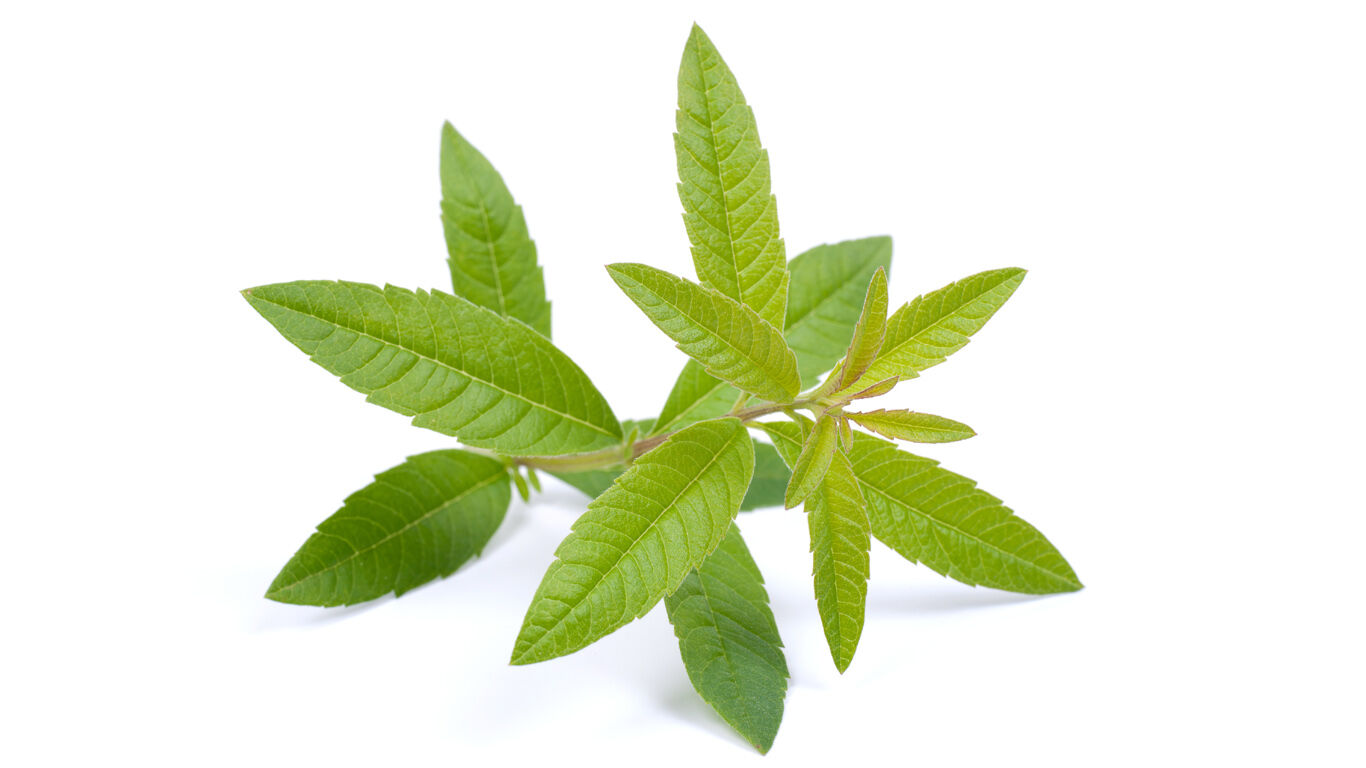 Lemon verbena leaves