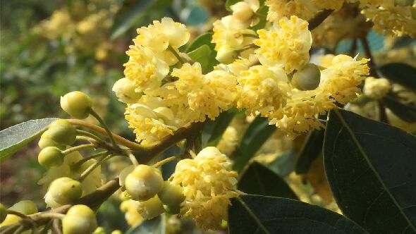 Plante de Litsea Cubeba avec des fleurs jaunes.