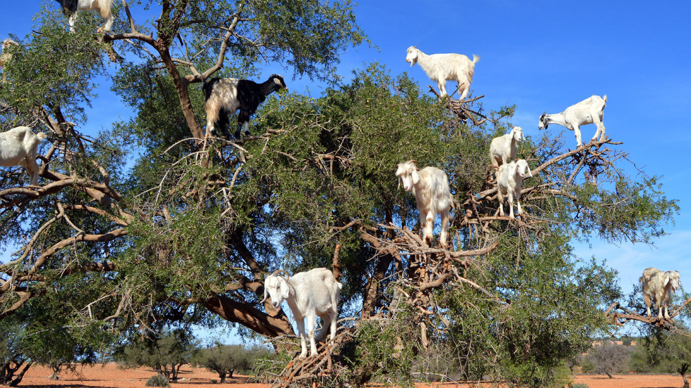 L'huile extraite des graines d'argan soigne la peau rugueuse et irritée