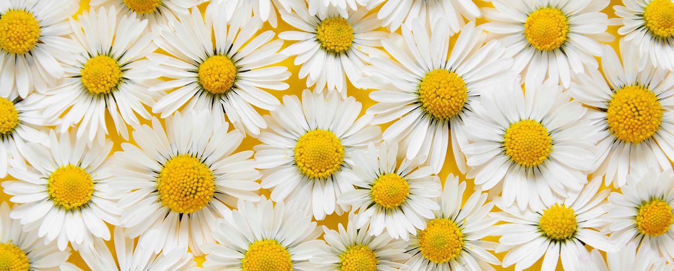 Nahaufnahme von vielen Gänseblümchen-Blüten