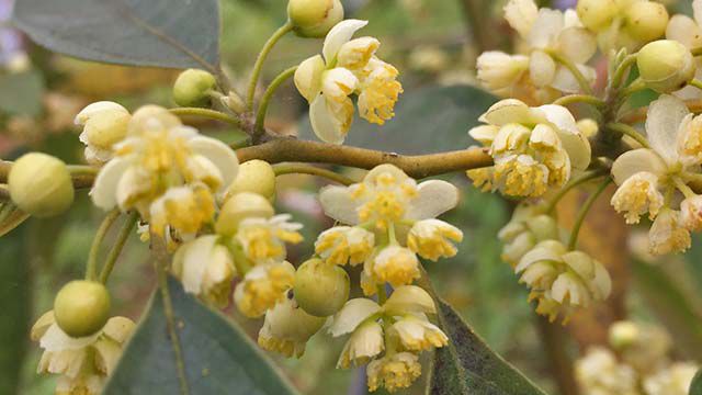 La Litsea Cubeba convainc par son parfum citronné