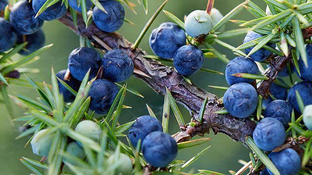 Close up of juniper berries 