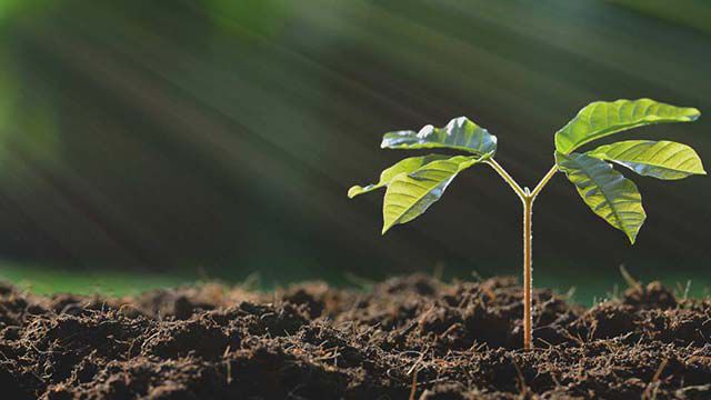 Kneipp Säule Pflanzen: eine Pflanze wächst aus dem Boden