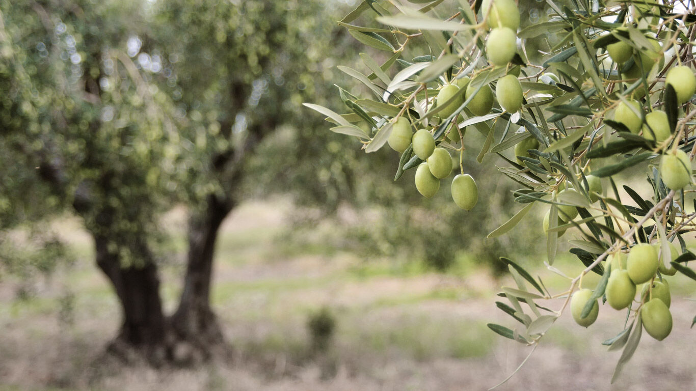 L'huile d'olive comme soin pour la peau sèche