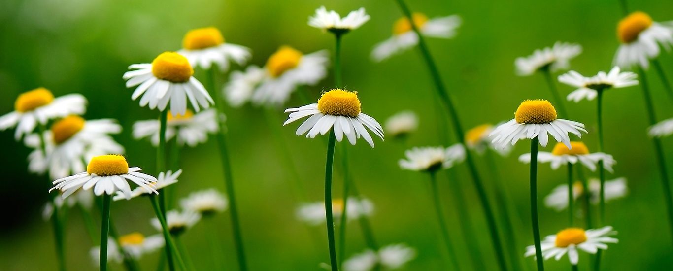 Fleurs de camomille sur une prairie