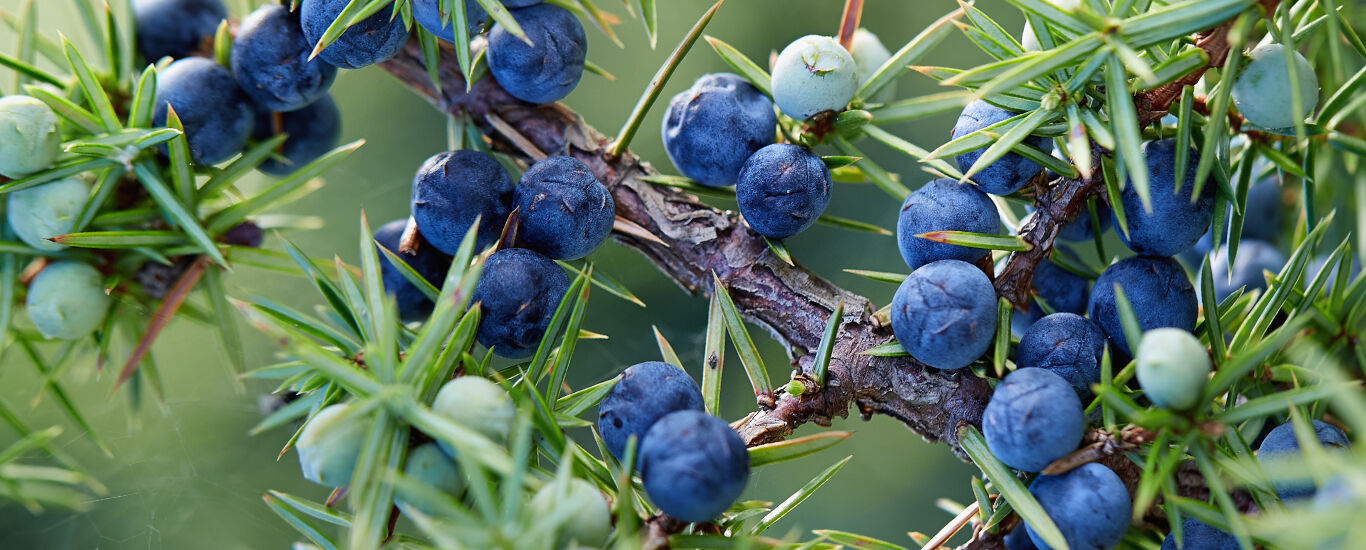 Nahaufnahme von Wacholderbeeren 