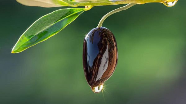 Gros plan d'une olive noire sur une branche avec une goutte d'huile qui coule.