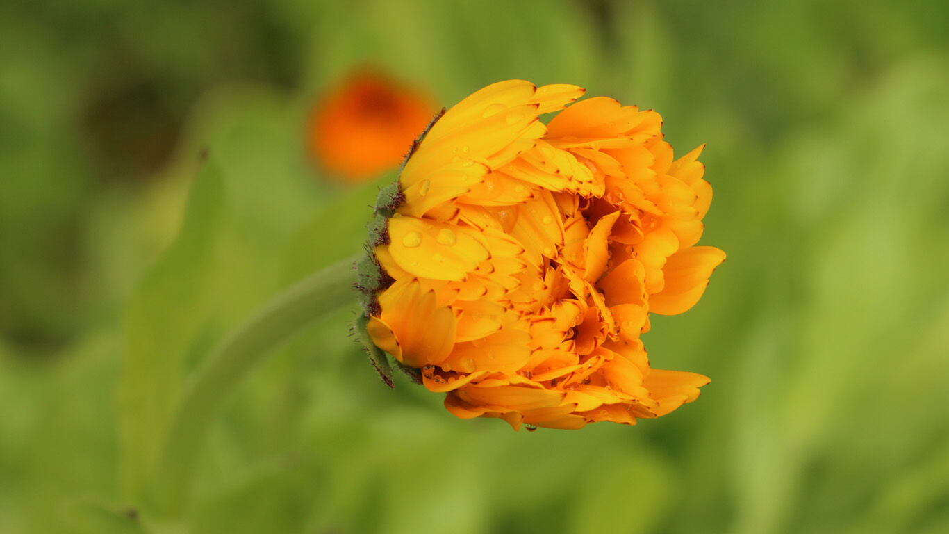 Die Ringelblume ist auch bekannt als Butterblume