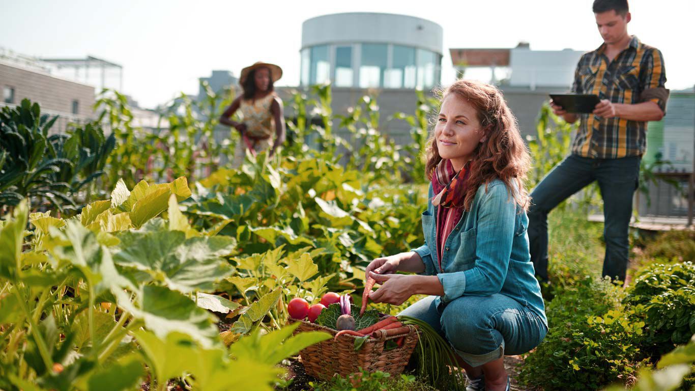 Des personnes en train de jardiner ensemble dans un jardin communautaire.
