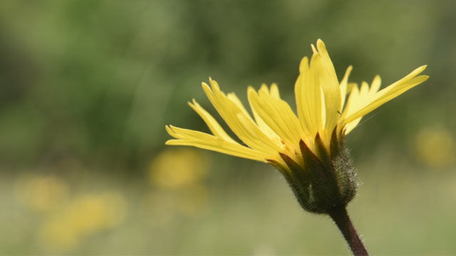 Fleur d'arnica