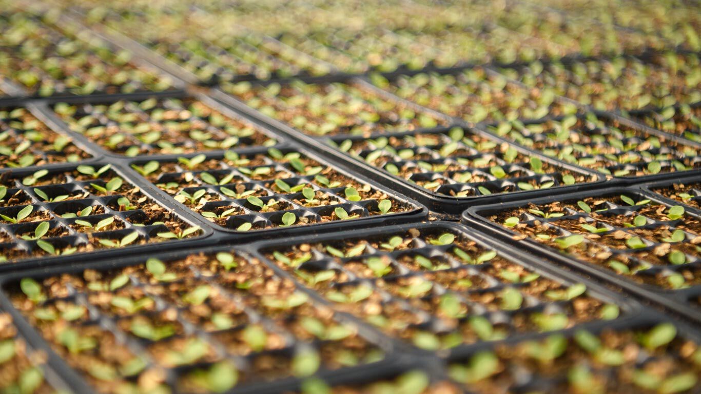 Gros plan sur des plants d'arnica