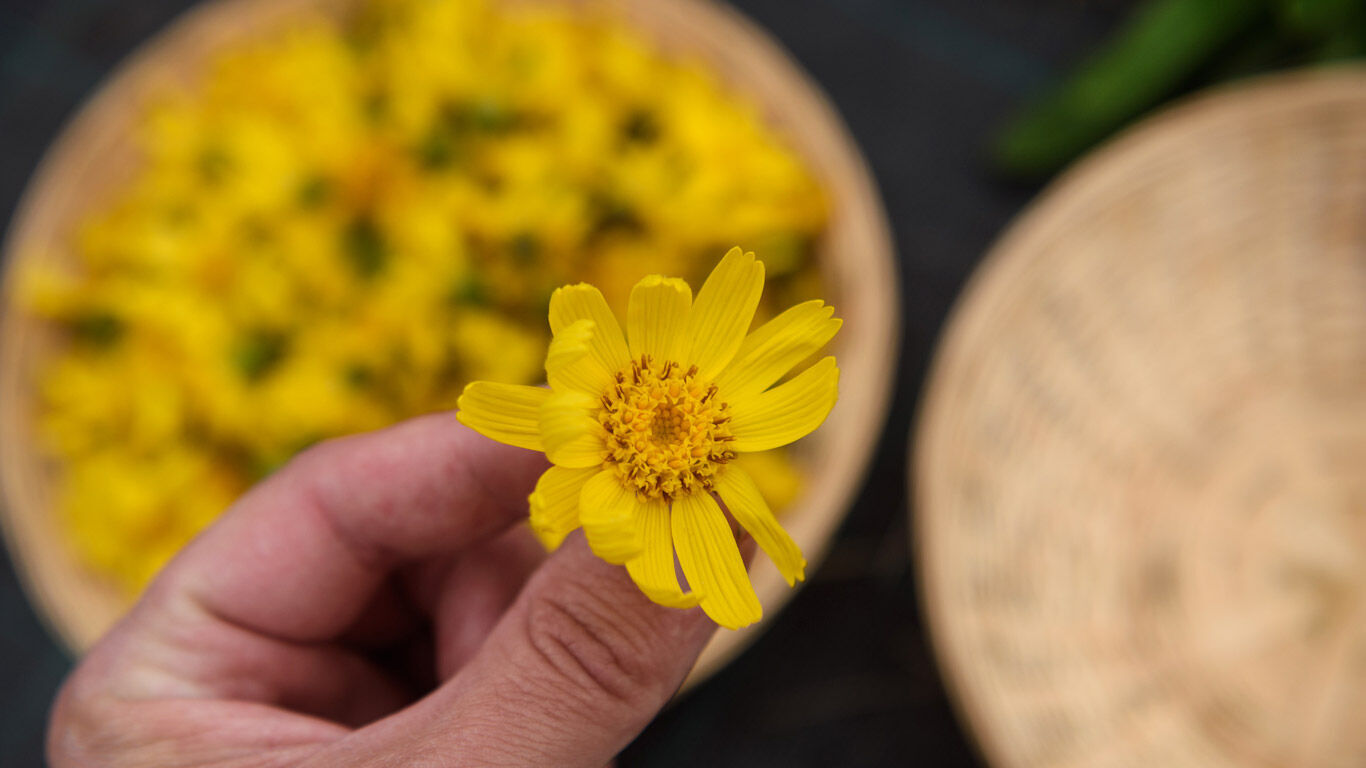 La main tient la fleur d'arnica apr&egrave;s la r&eacute;colte d'arnica Kneipp