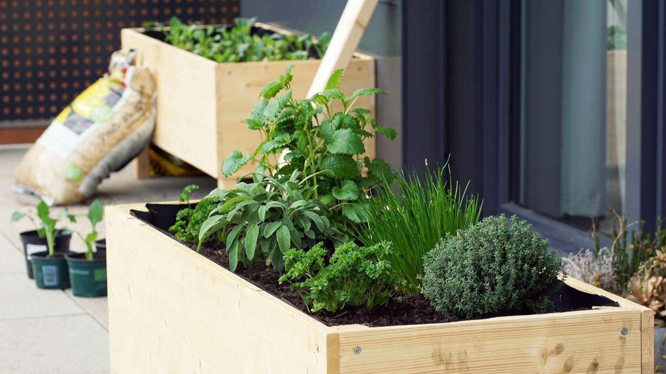 Deux plates-bandes surélevées en bois avec des herbes aromatiques fraîchement plantées. 