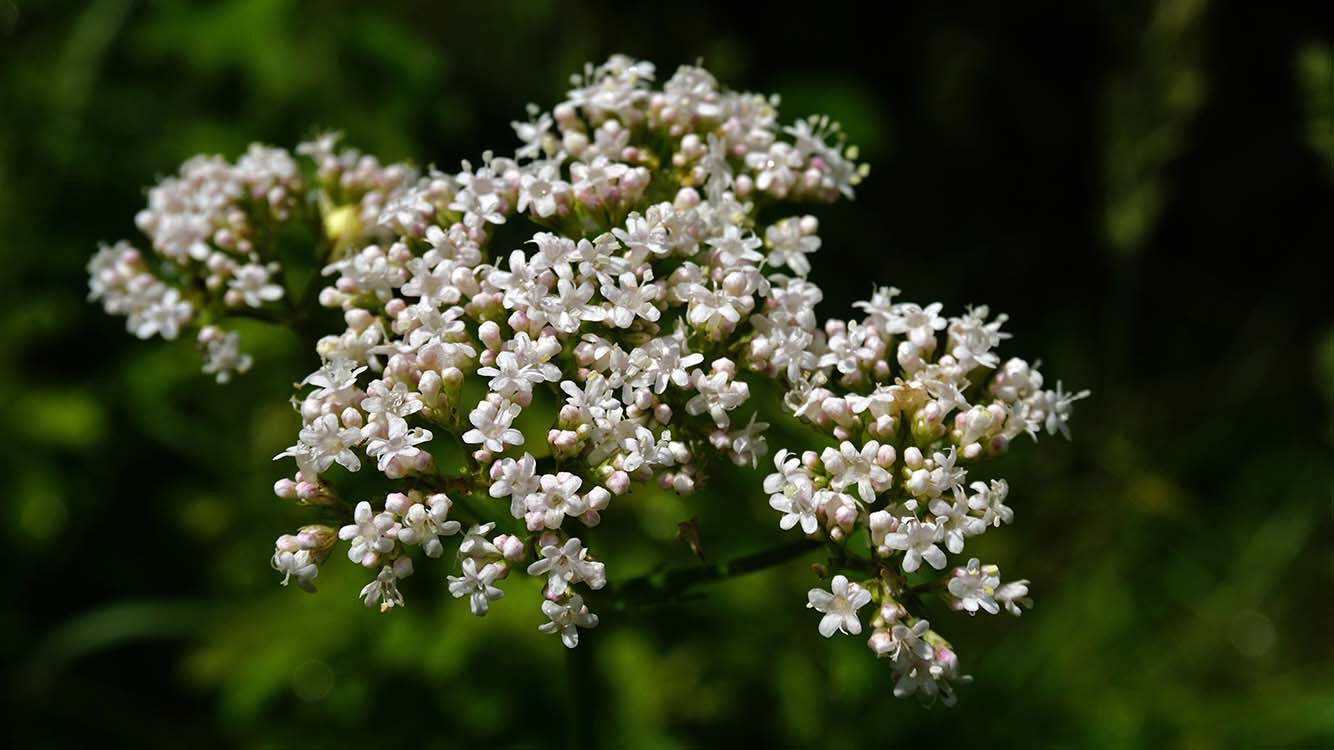 Gros plan sur une fleur de val&eacute;riane.
