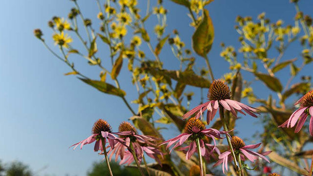 Gros plan sur diff&eacute;rents arbustes &agrave; fleurs roses et jaunes.