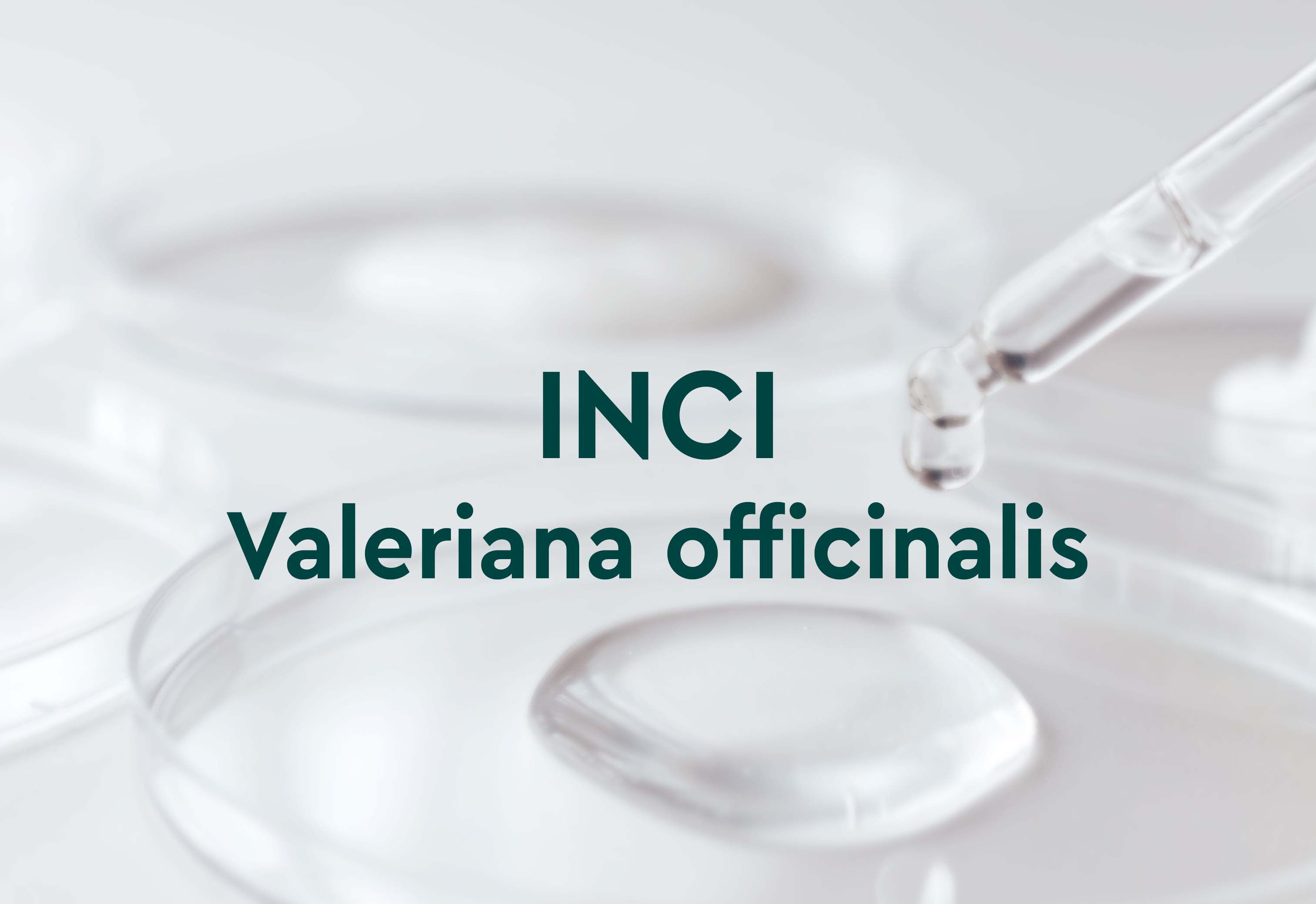 Image avec pipette et bo&icirc;te de P&eacute;tri contenant du liquide, sur laquelle figure le texte : INCI Valeriana officinalis.