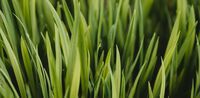 fibres d'herbe