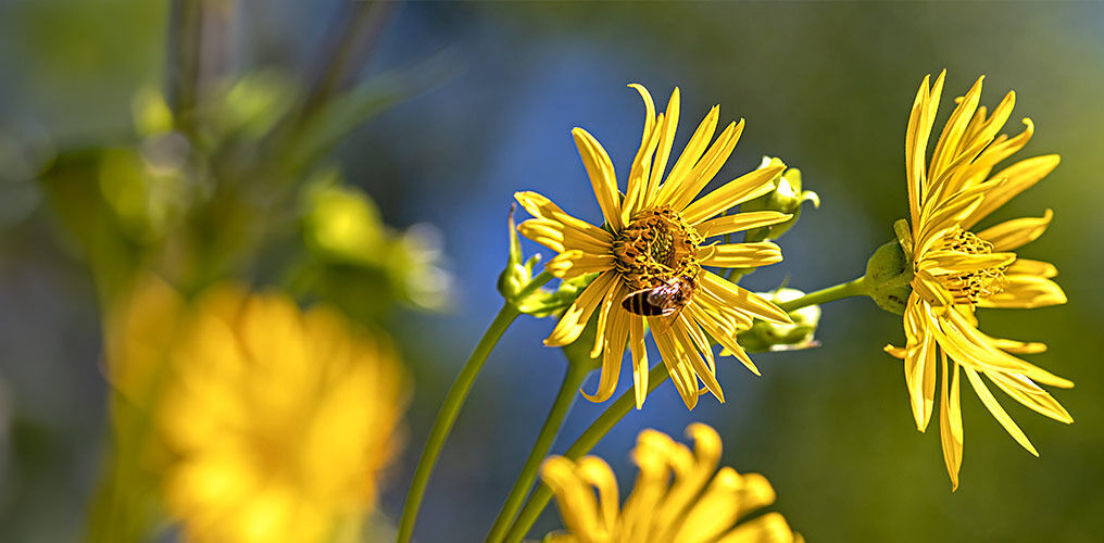 Plantes de silphes à fleurs jaunes