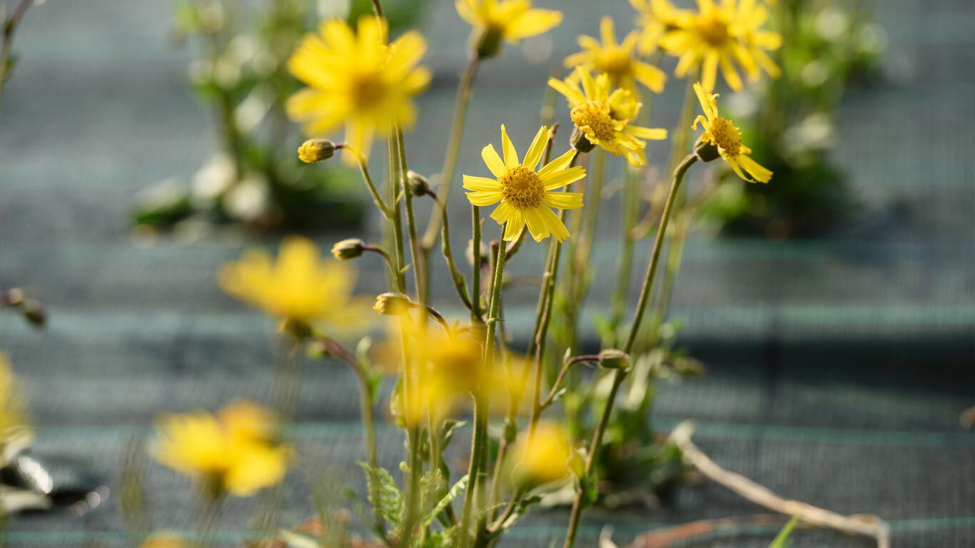 Récolte d'arnica en Galice espagnole
