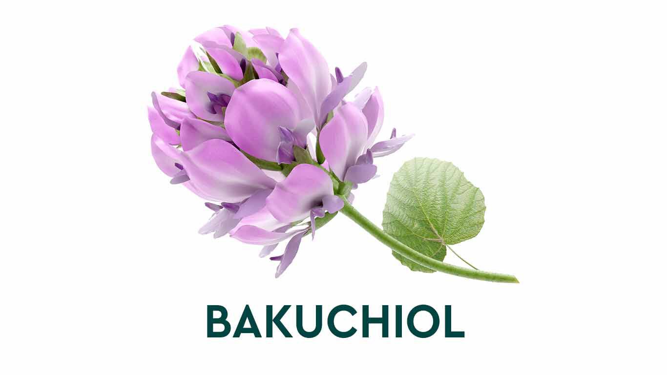 Fleur de bakuchiol, avec le mot bakuchiol en dessous. 