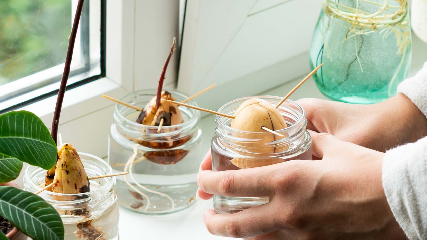 Trois bocaux de noyaux d'avocat en cours de germination. 