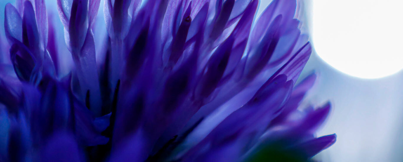 Gros plan sur une plante de bakuchiol. 