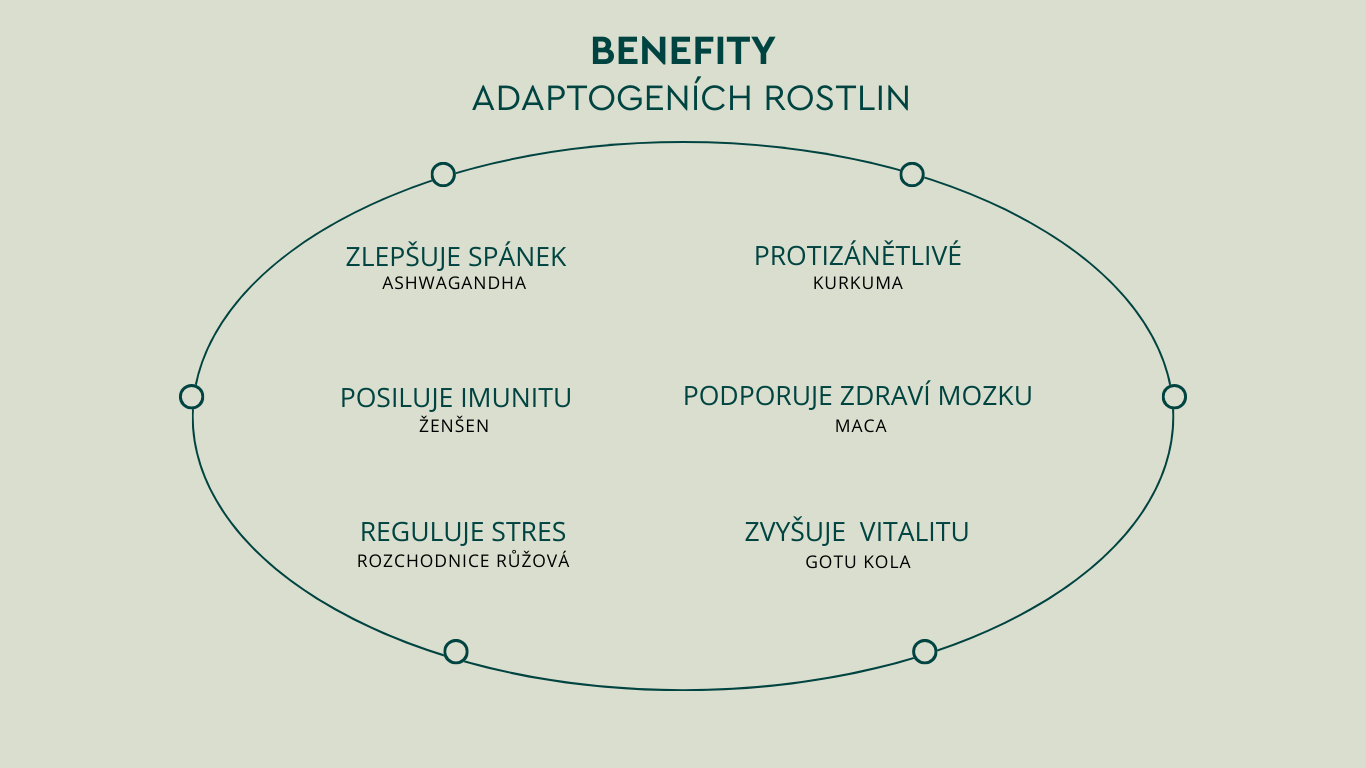 Infografika o přínosech adaptogenních rostlin.