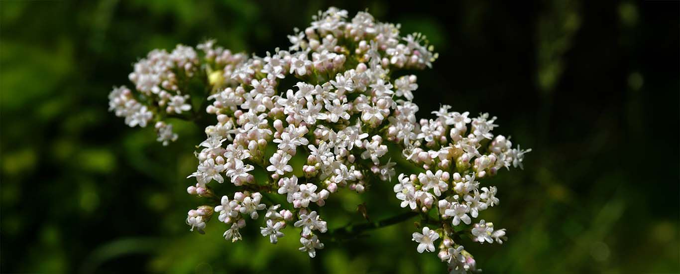 Detail květu kozl&iacute;ku l&eacute;kařsk&eacute;ho 