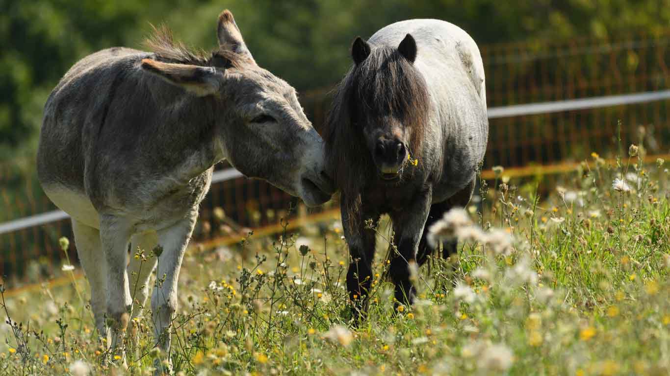 Oslík Moritz a shetlandský poník Moritz na louce