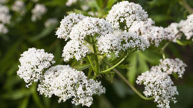 La valeriana en el diccionario de plantas Kneipp