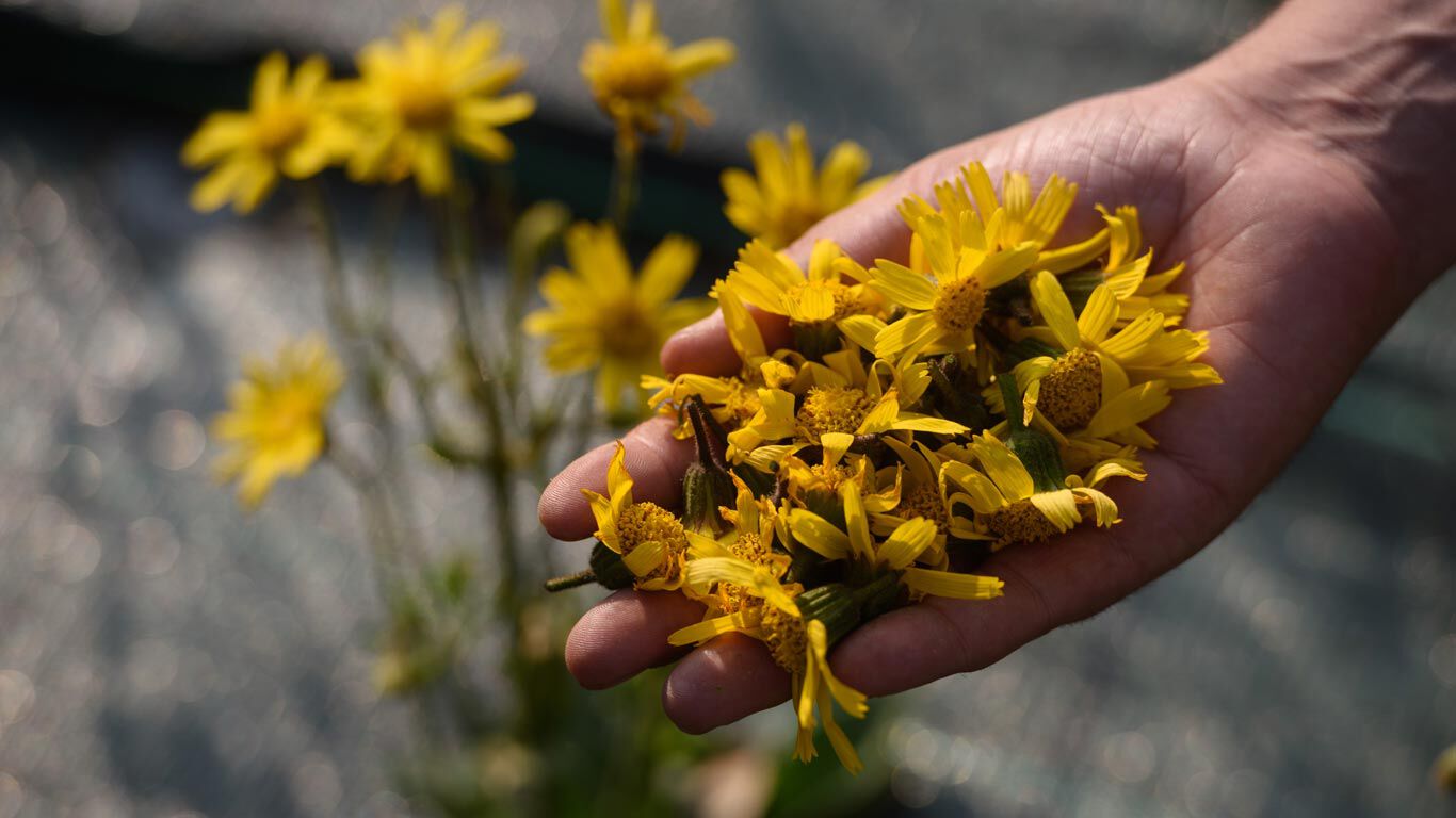 Sustainable cultivation is an important criterion when purchasing raw materials