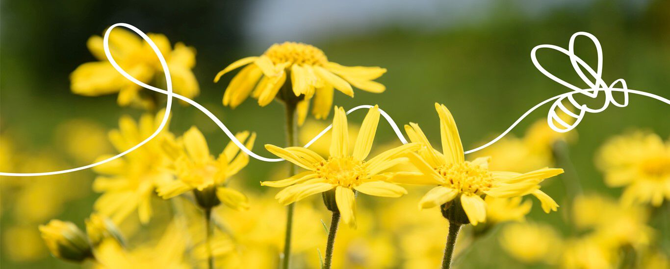 Conservar los recursos, preservar la biodiversidad Una abeja ilustrada sobrevuela un cuadro de humor de flores amarillas de árnica