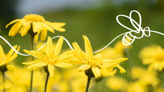 Preservar los recursos naturales, proteger la biodiversidad. Una abeja ilustrada sobrevuela las flores amarillas del árnica
