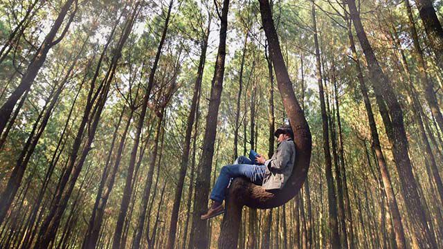 Hombre sentado en un árbol leyendo un libro.