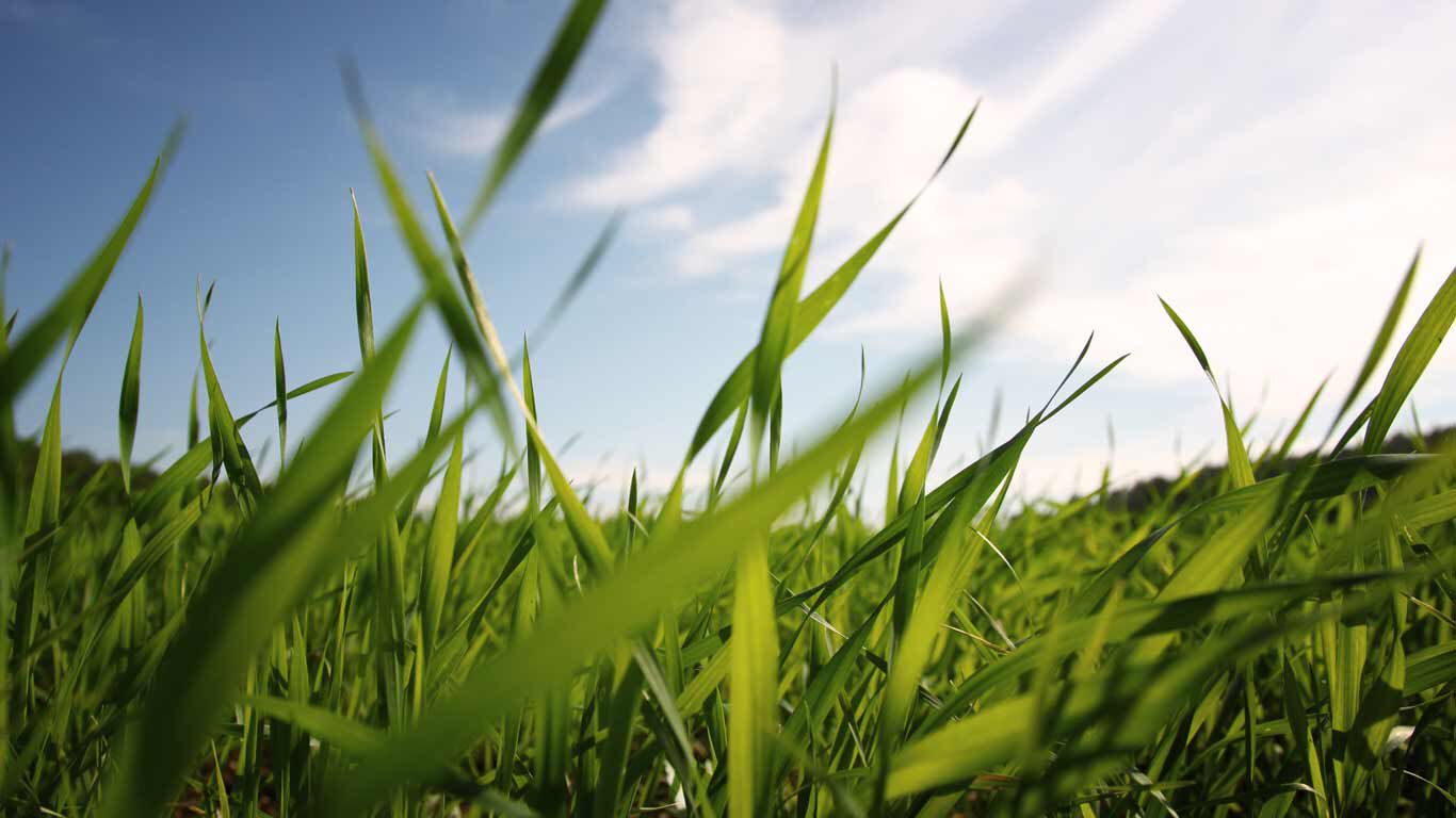 La hierba para nuestro papel de hierba se obtiene de zonas de compensación en Alemania.