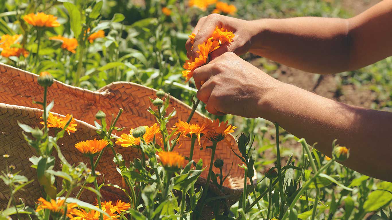 Pradera con cesta y manos recolectando plantas de caléndula