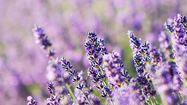 Primer plano de lavanda en el campo