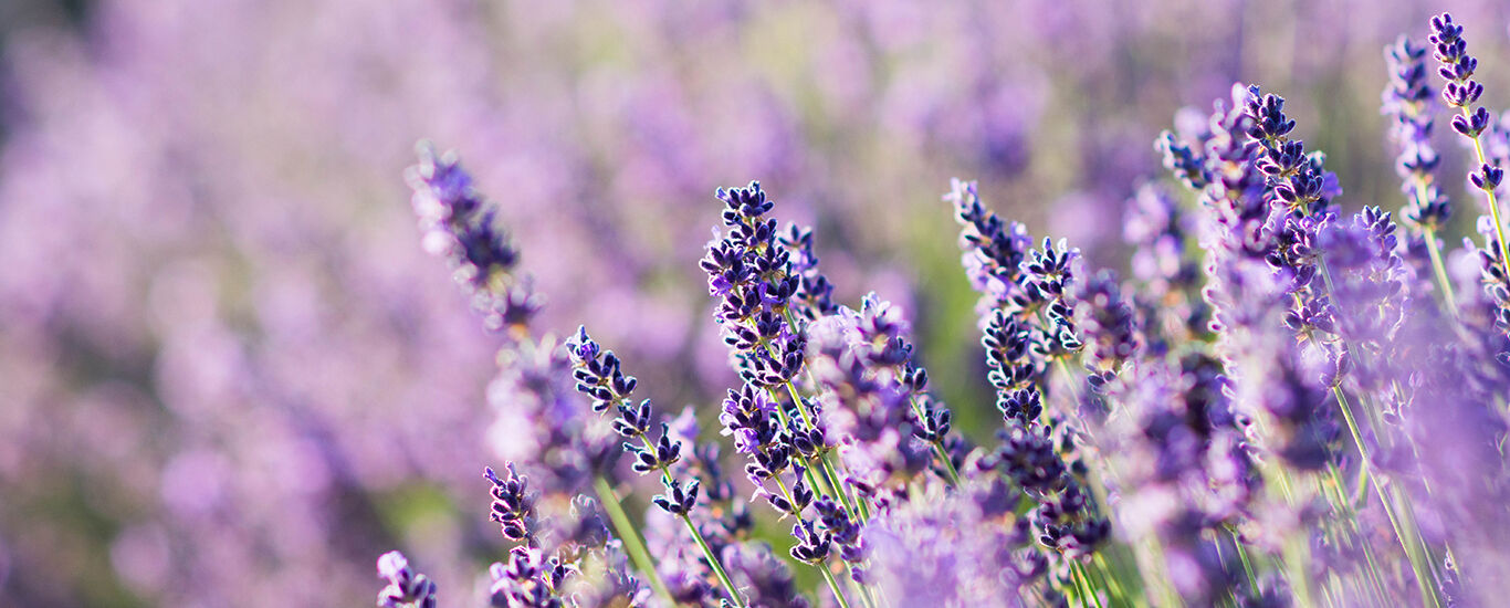 Primer plano de lavanda en el campo