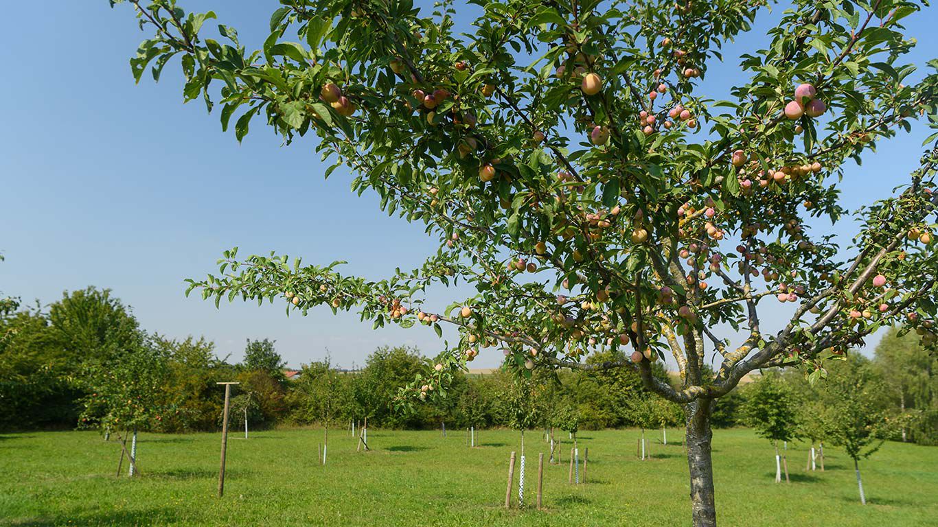Imagen de un prado con árboles frutales en primer plano
