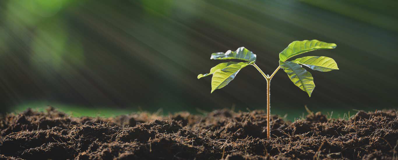 Les plantes de la colonne Kneipp : une plante qui sort de terre