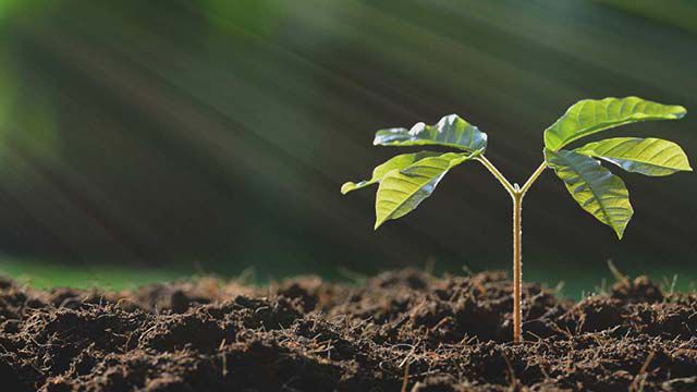 Les plantes de la colonne Kneipp : une plante qui sort de terre