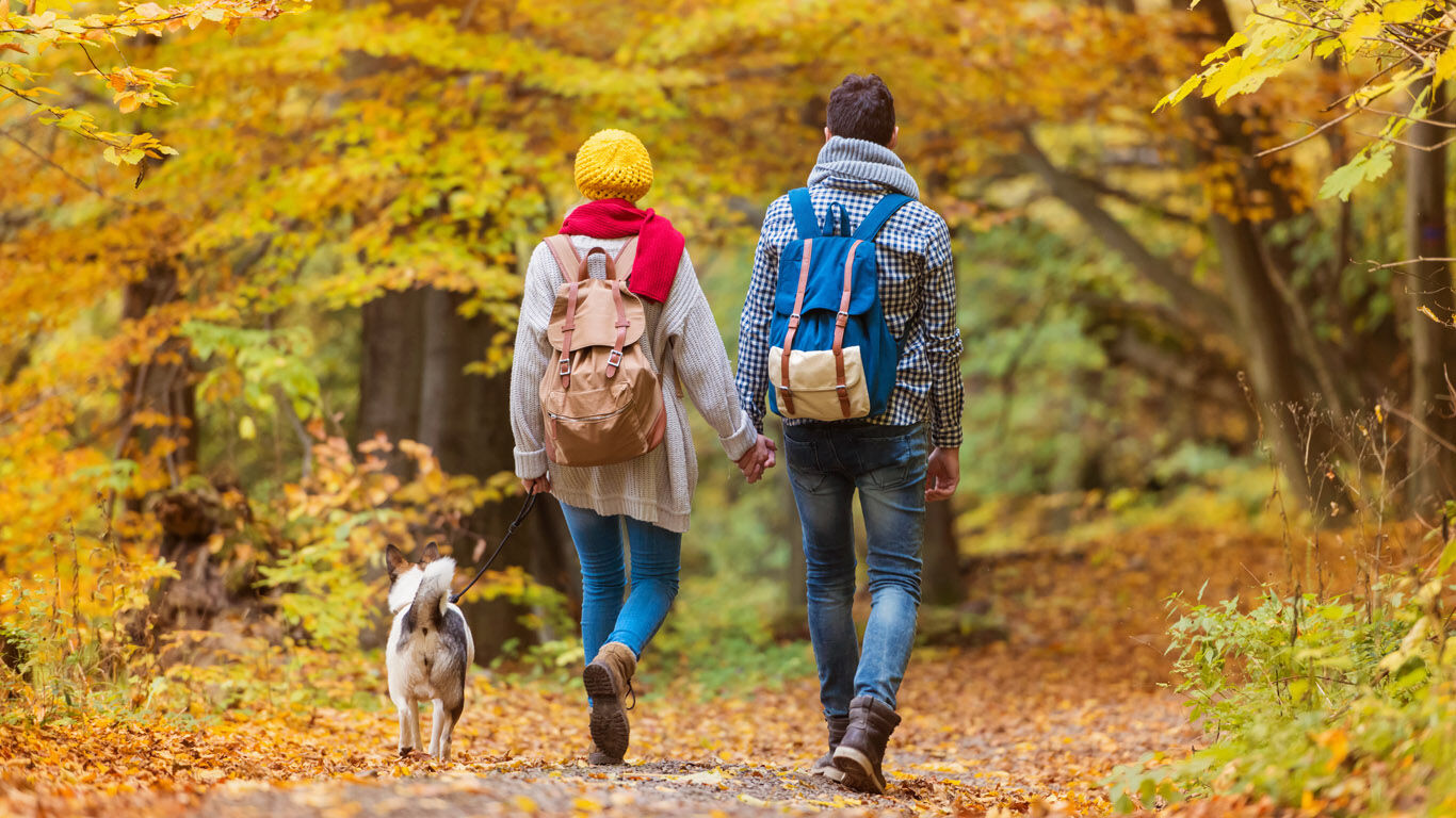 犬を連れて手をつないで森の中を歩く男女。