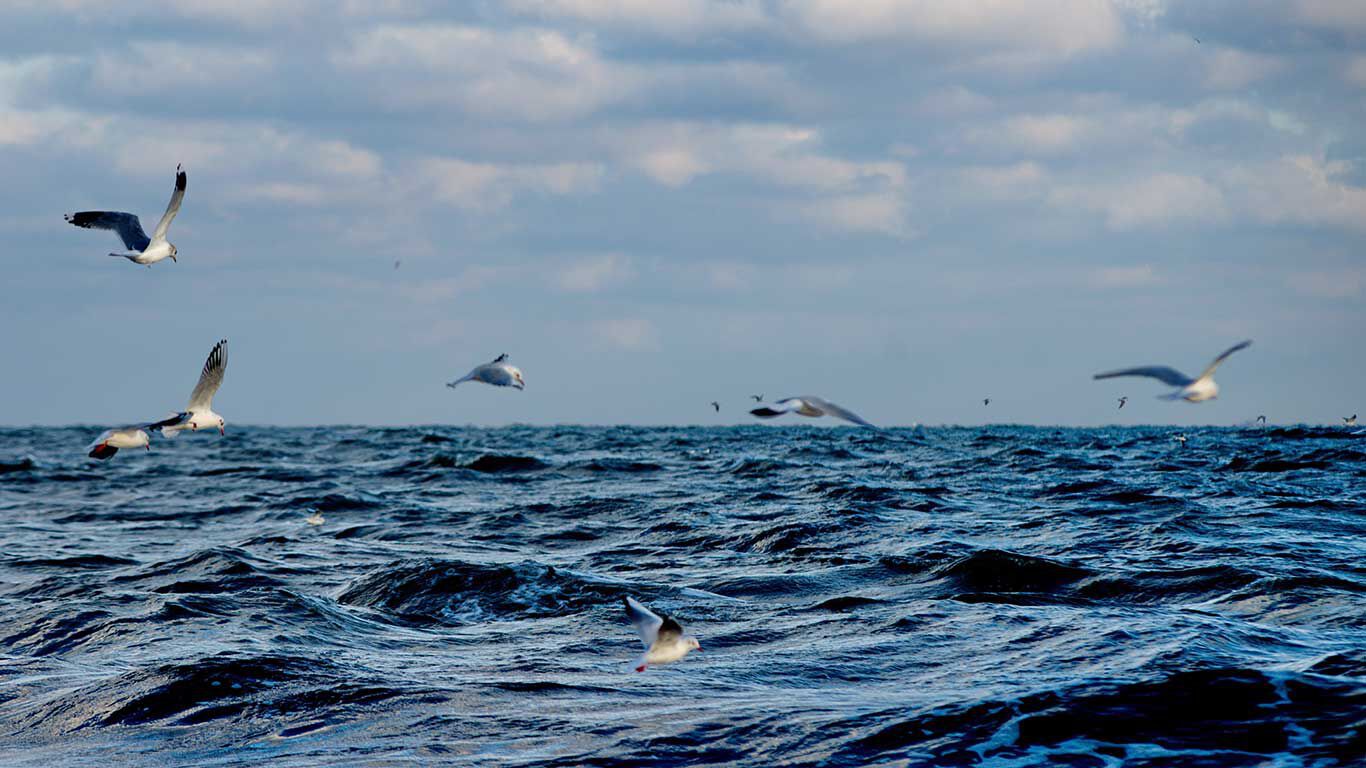 波とカモメが飛ぶ海の写真