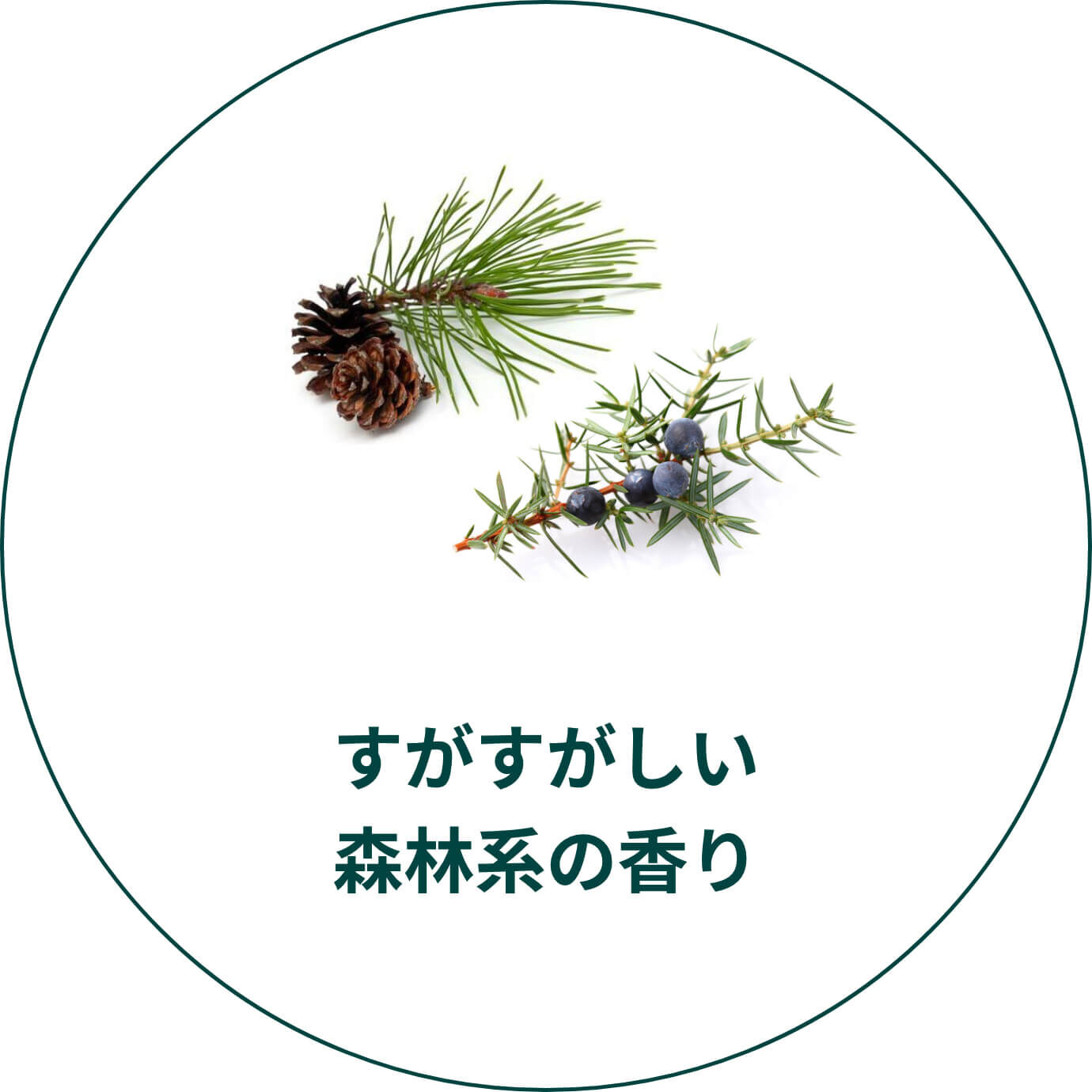 すがすがしい森林系の香り