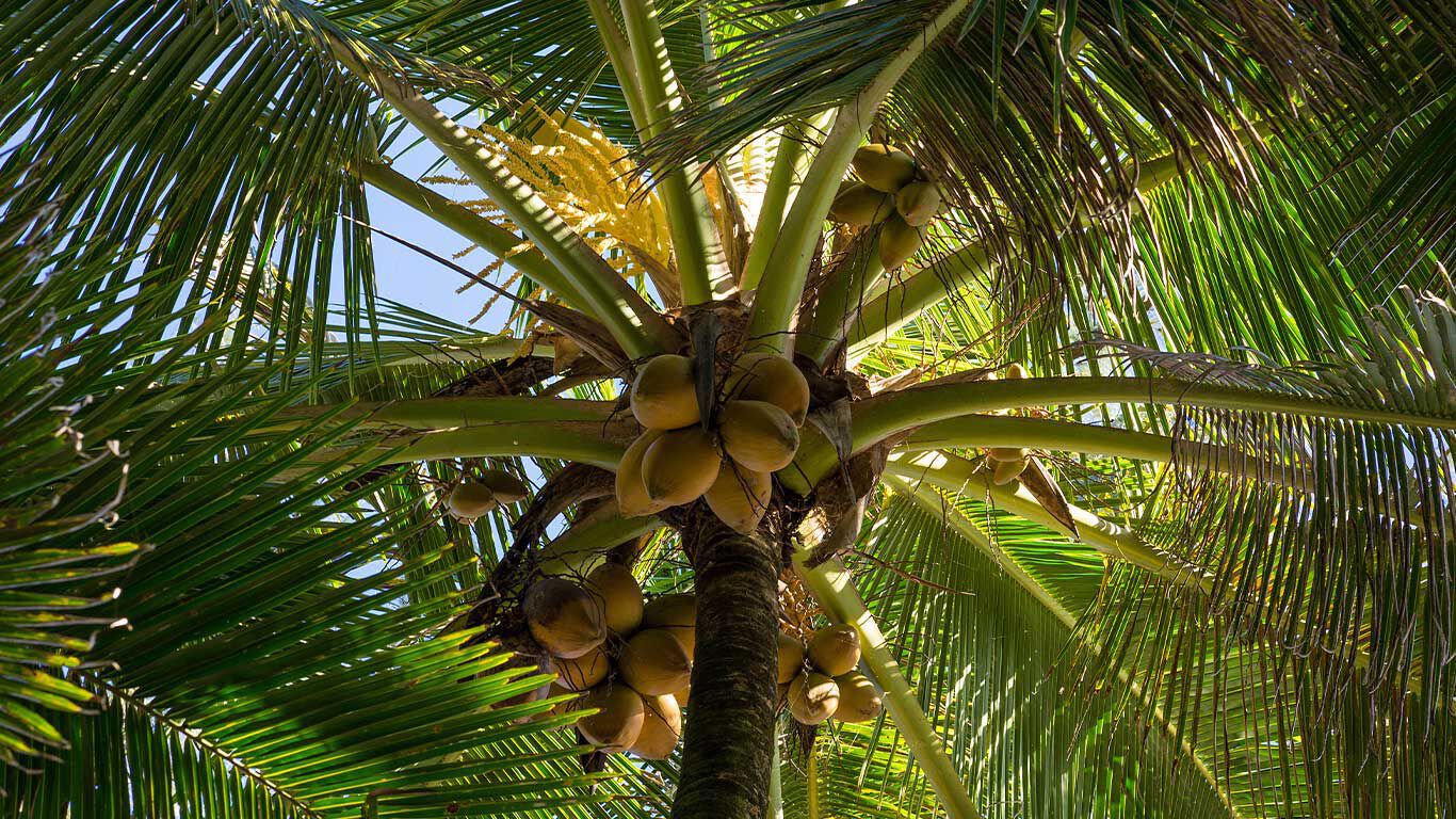 ココナッツとココナッツツリーの写真