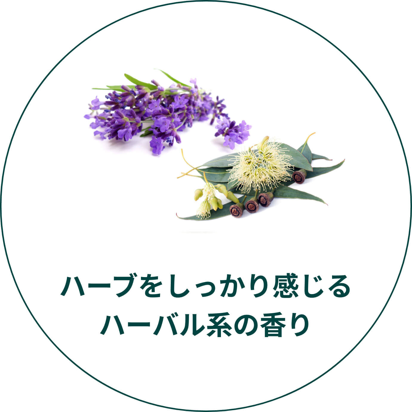 ハーブをしっかり感じるハーバル系の香り
