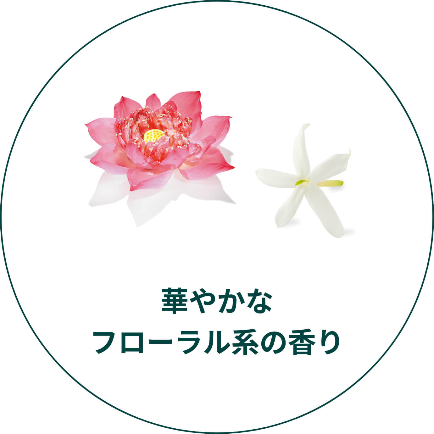 華やかなフローラル系の香り
